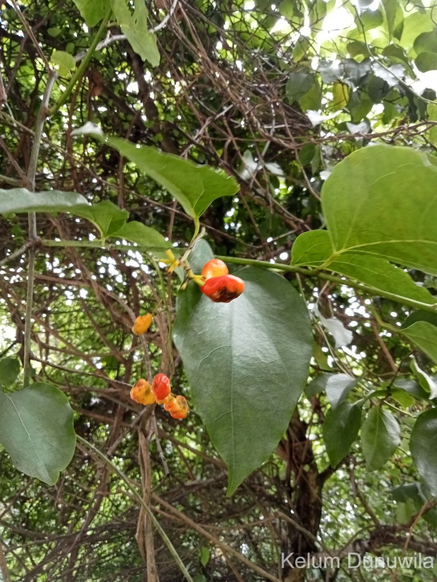 Tiliacora acuminata (Lam.) Miers